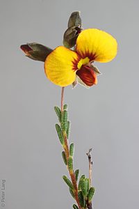 Dillwynia hispida, PJL 2827, Monarto CP, MU, 2 Sep 2012, by P.J. Lang, flower, Img_2441